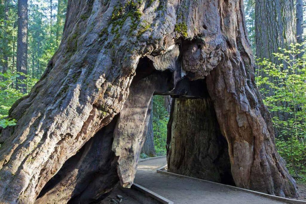 Cedar Oasis - Home Base To Big Trees Arnold Luaran gambar